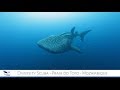 Scuba Diving Mozambique | Diversity Scuba Praia do Tofo Mozambique