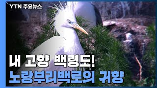 내 고향 백령도! '노랑부리백로' 2년 만의 귀향 / YTN