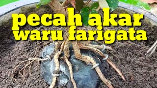 Tehnik Pecah Akar Waru Farigata Mudah.. . Ini Rahasianya