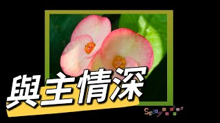 BGM-補充本334 與主情深