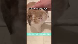 大好きなおかあさんに甘えるうさぎが可愛い