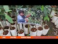 ಬೆಣ್ಣೆ ಹಣ್ಣು ಯಾವ ತಳಿ ಬೆಳೆದರೆ ಲಾಭ avocado nursery 120₹ ಇಂದ ಗಿಡ ಪ್ರಾರಂಭ 11 ವಿವಿಧ ತಳಿಯ ಆವಕಾಡೊ