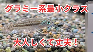 グラミー系最小クラスのピグミーグラミーをご紹介！