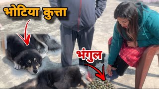 भोटिया कुत्ते को खिलाया भंगुल😅|| Pahadi Lifestyle|| @shubhamrawatvlogs7657