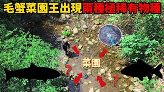 《我的魚叉被扯斷》抓大紫毛蟹大鱸鰻卻\