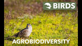 Agrobiodiversity | Birds | Beaty Biodiversity Museum - University of British Columbia