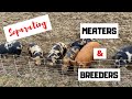 KUNEKUNE Meaters and Breeders