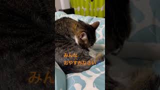 おやすみなさい　#猫　 #おやすみ前に #おやすみなさい  #ねこのいる暮らし