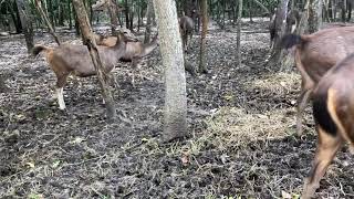 សត្វក្តាន់ Deer