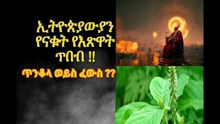 የተናቀው ጥበብ በኢትዮጵያ / (የእጽዋት ኃይል ) #ዕፀ ደብዳቤ መጽሐፍ #የእፅዋት ጥበብ