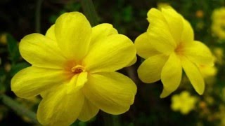 Winter Jasmine (HD1080p)