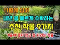 11월에 심어 봄부터 빠르게 수확하는 작물 9가지 겨울에도 잘 자라요 #11월에심는작물 #텃밭농사