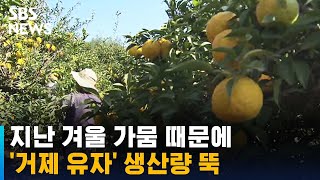 지난 겨울 가뭄 때문에…'거제 유자' 생산량 뚝 / SBS