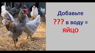 Яйценоскость и здоровье птицы\\кур\\ .Что добавить в питьевую воду? Натуральные средства. Наш опыт.