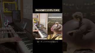 #Bach 「#イタリア協奏曲」第3楽章 #角野隼斗 さん演奏 #HayatoSumino #Cateen #duet #チェンバロ #CASIO #Privia #harpsichord tone