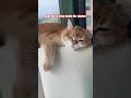 goldy sleeping beside the window cat cats catvideos catshorts trending shorts