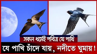 শীতে চাঁদে যায়, পানিতে ঘুমায় রহস্যময় পাখি আবাবিল Swallow Bird | Ababil Pakhi | Barn Swallow