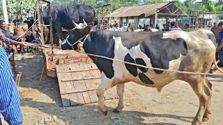 Cow Unloding video,,,, গরুর হাট,,,, বড় বড় গরুর ভিডিও। #গরু #cow #গরুর_হাট #cowunloading #bull