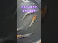 メダカの改良、もっと三色柄をくっきり出したい #aquarium #熱帯魚 #メダカ #shorts