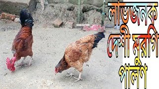 লাভজনক দেশী মুরগি পালন পদ্ধতি । Rearing Local Chicken । Deshi Murgi palon