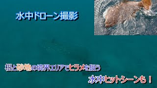 根と砂地の境界エリアでヒラメを狙う。水中ヒットシーンも！【水中ドローン撮影】