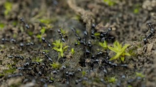 Monomorium minimum excavating nest