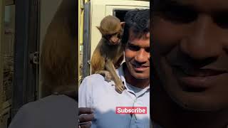 🙈 monkey Videos #shortsfeed #viralreels #trending #shorts