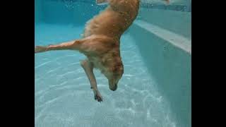 Diving Dog Grabs Ball From Bottom of Pool || ViralHog