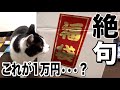 猫ブリーダー沢辺さんの福袋がさすがにヤバいので獣医師が解説します