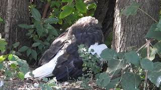 オオワシ　上野動物園2022 10