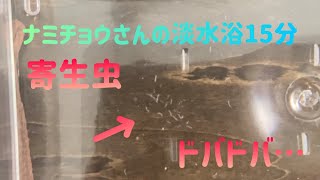 2023/11/29(水)10:30撮影。ナミチョウさんの淡水浴15分。寄生虫がドバドバ…