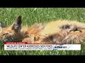 wildlife advocates offer free services to trap sick fox in columbus neighborhood