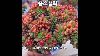 #춥스철화 #다육이 #다육식물 #다육 #succulent #多肉植物 #다육싸게파는곳 엑스플랜트