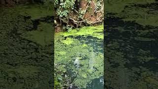 കുളം azolla നിറഞ്ഞപ്പോൾ #plz_subscribe_our_channel #nature #youtubeshorts 🙏🙏🙏