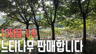 괴산군 청천면 느티판매  20점~30점 a급,b급 총40주(구독자 요청건)