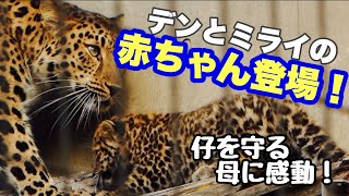 デンとみらいの赤ちゃんに会えました❣️仔を守る母の姿に感動！