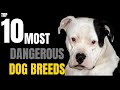 Top 10 Most Powerful Dog Breeds