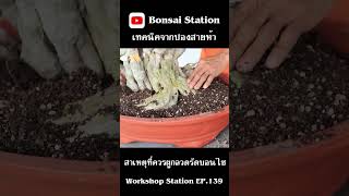 สาเหตุที่ควรผูกลวดรัดลำต้นไว้ #bonsaithai #บอนไซไทย #bonsai #bonsaiwork #bonsaithailand #บอนไซ