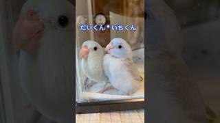 仲良し🐦🐦だいくんといちくん 夜はまだ雛ケースで寝てるよ✨ マメルリハ #pacificparrotlet