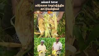 Wild Boars | Damage Maize Crops | Farmers Demand | Farming | Tn Govt | Sun News