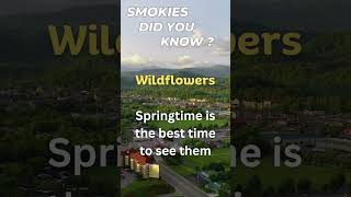 Wildflowers in the Smokies - Did you know?  #smokies