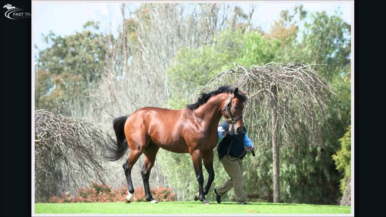 Swettenham Stud Luncheon 2013 Youtube