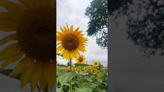 Journey to Wayanad | Where Every Turn Reveals a Sea of Sunflowers! 🌻 #shorts #viralvideo