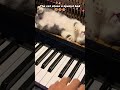 piano keys nah purrfect nap spot this kitten is so good at enjoying life 🤣 cat funny