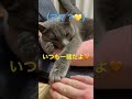 いつも一緒🧡仲良しなママと娘猫（ロシアンブルー） shorts