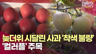 늦더위 시달린 사과 '착색 불량'…신품종 '컬러플' 주목 | #헬로tv뉴스