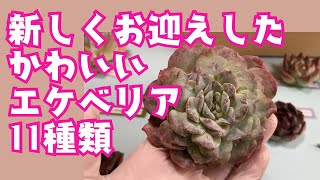 【多肉植物】いろんなタイプのエケベリア❣️