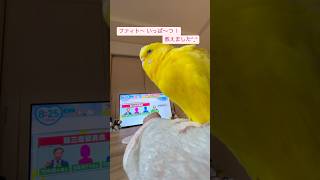 ファィト一発➡︎惜しい💦#インコおもしろ #お喋りインコ動画 #お喋りインコ #癒し #birds #ショート動画 #セキセイインコ