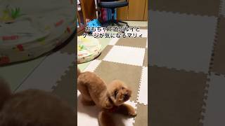 おもちゃで遊ぶルイくんとケージが気になるマリィちゃん🐶トリミングの時しかケージ使わないからなんなのか気になるね😄