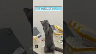 ネコさんの動画見て笑ったら寝ろwwwww